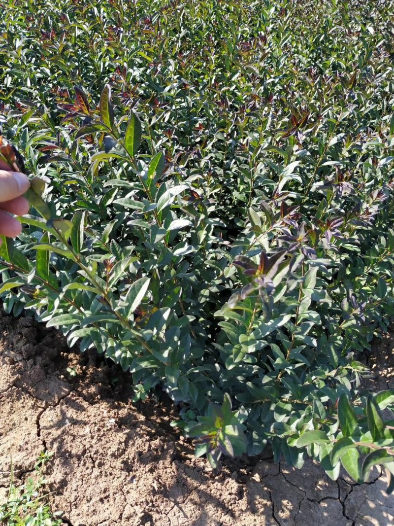 绿化色块地被绿篱苗紫叶水蜡青叶水蜡金叶水蜡金边水蜡