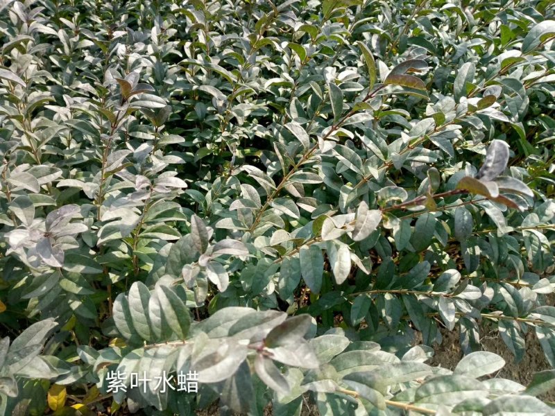 绿化色块地被绿篱苗紫叶水蜡青叶水蜡金叶水蜡金边水蜡