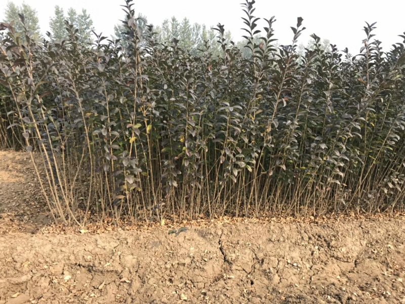 绿化色块地被绿篱苗紫叶水蜡青叶水蜡金叶水蜡金边水蜡
