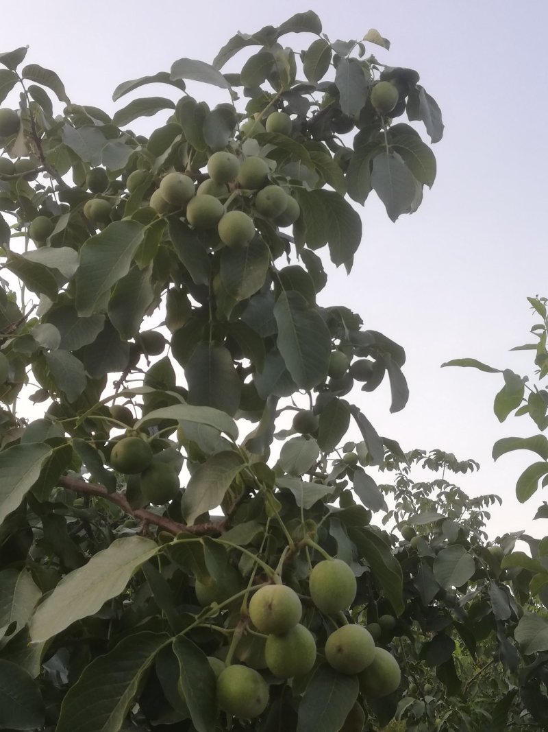 新疆阿克苏青皮核桃代收代发一条龙
