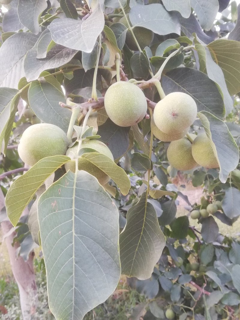 新疆阿克苏青皮核桃代收代发一条龙