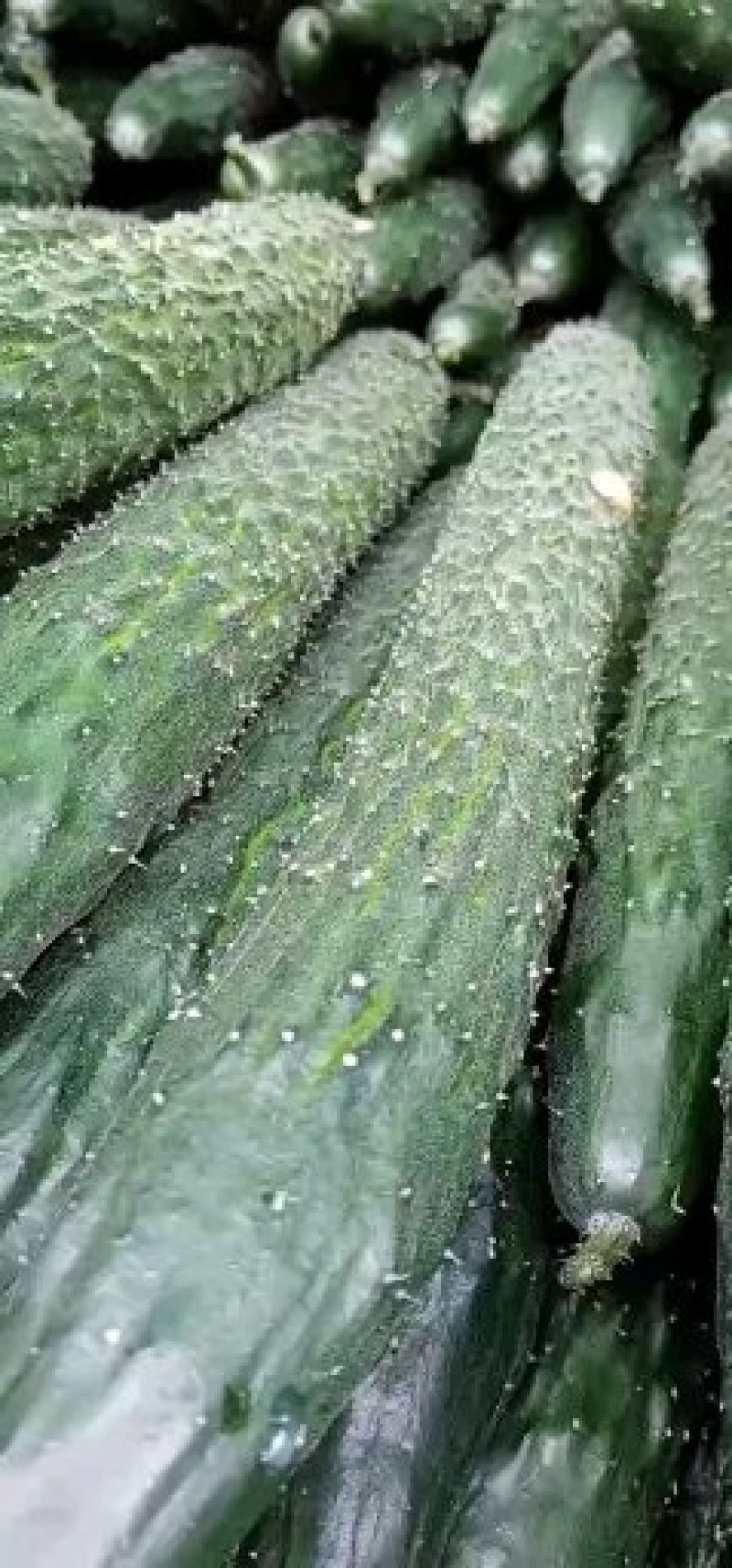 黄瓜