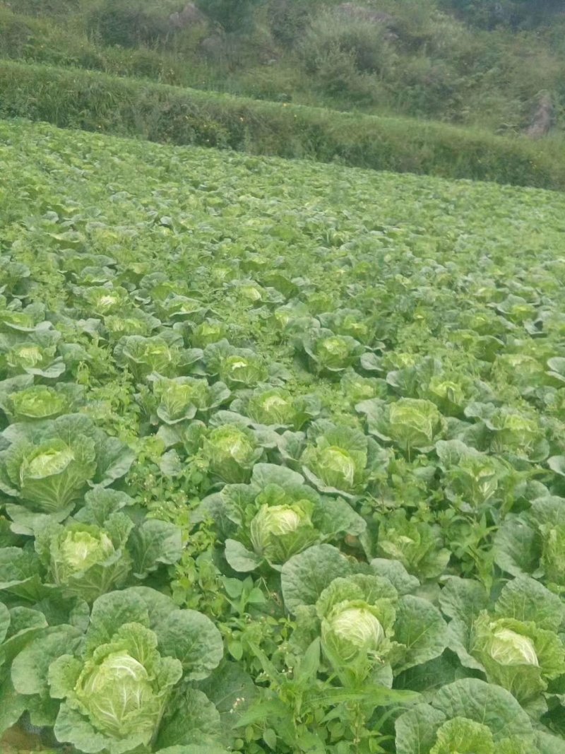 蔬菜