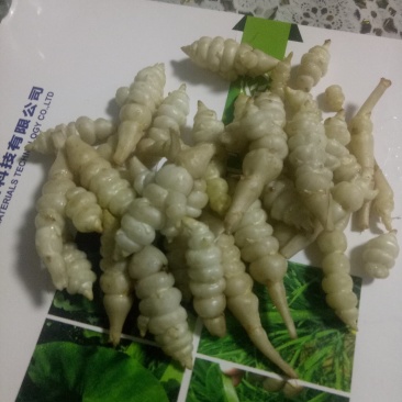 螺丝菜鲜货4到5厘米，8月15日可供货，要的提前预定！