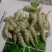 螺丝菜鲜货4到5厘米，8月15日可供货，要的提前预定！