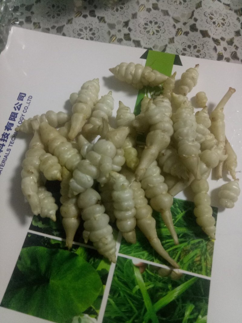 螺丝菜鲜货4到5厘米，8月15日可供货，要的提前预定！
