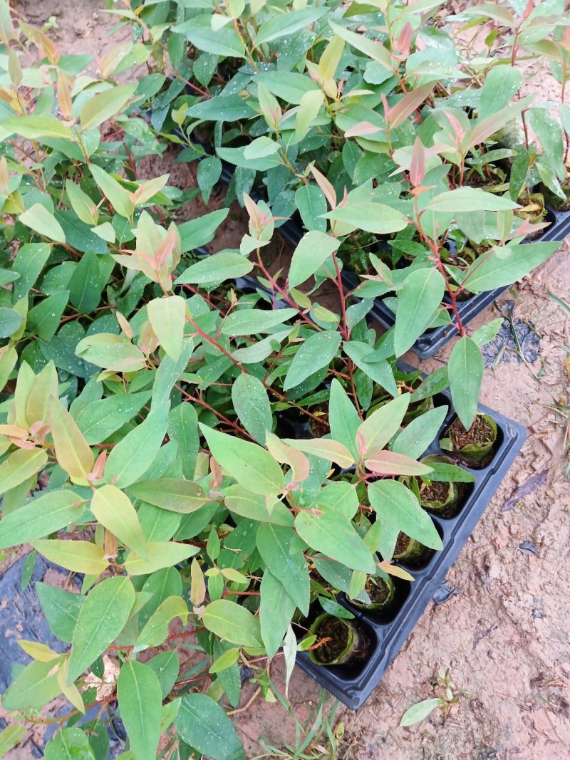 按树苗优质品种、无病毒.假一赔百