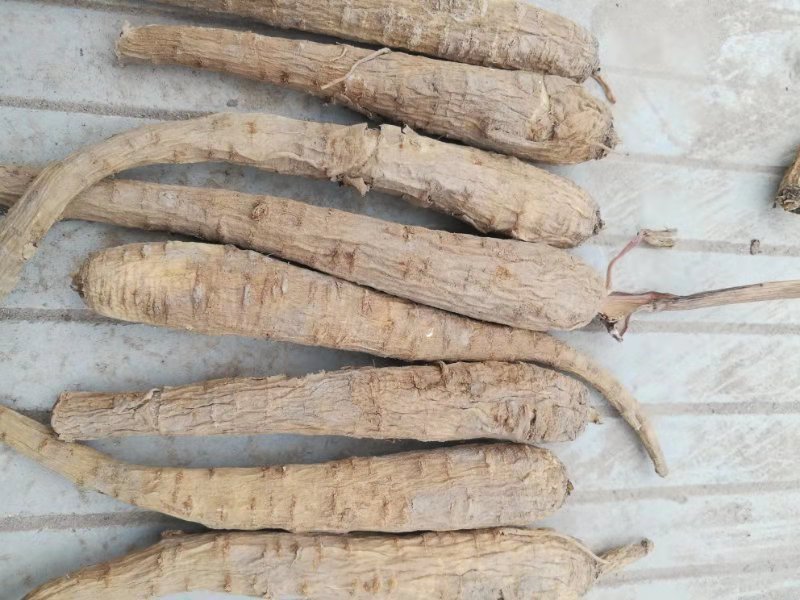 万亩中药材种植，白芷种苗，白芷，包成活，保质量，包服务