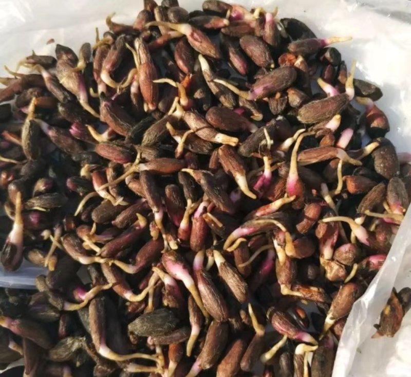 白术芽，改良白术芽！白术芽子，成活率高！！