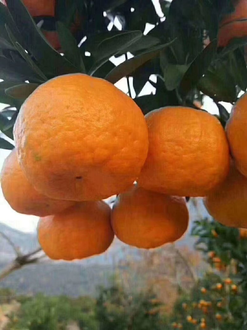 特早蜜橘5.5~6cm，早熟蜜桔量大质优