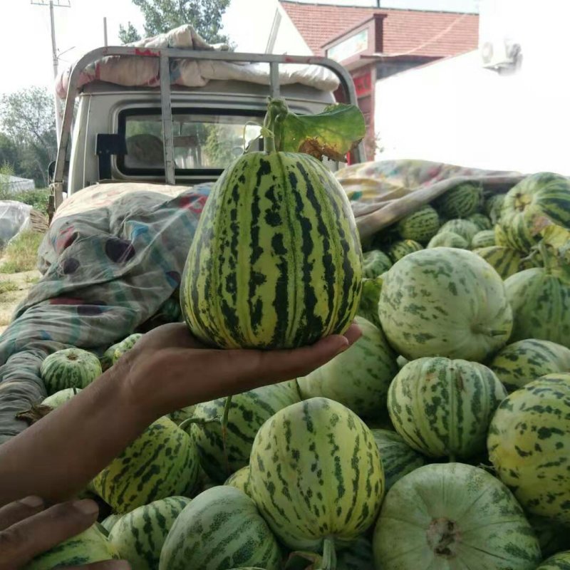 花蕾甜瓜，山东万亩甜瓜基地，大量供货中！