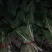 紫玉簪