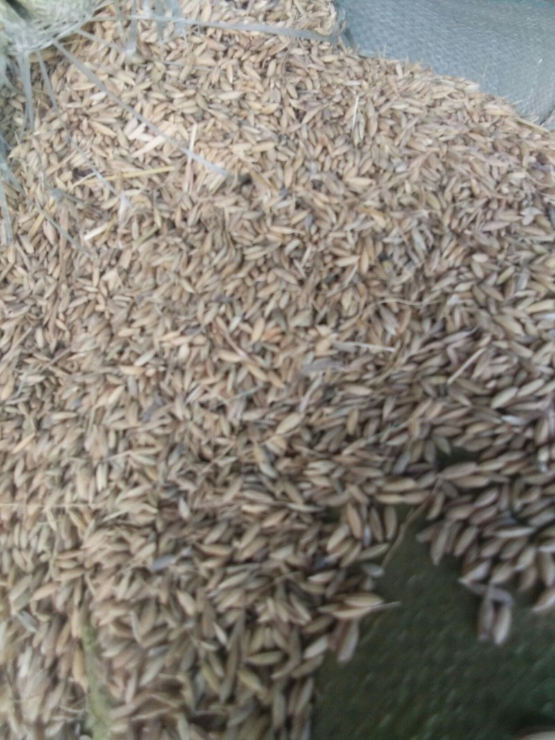 稻花香二号稻谷自己家存粮