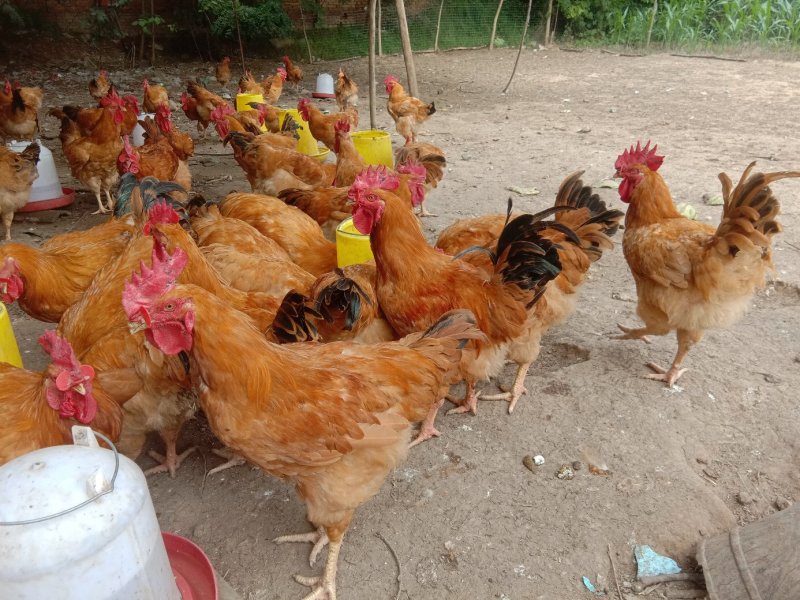 散养肉鸡出售