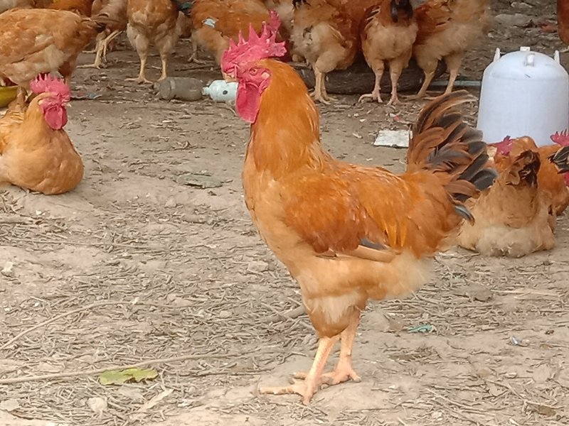 散养肉鸡出售