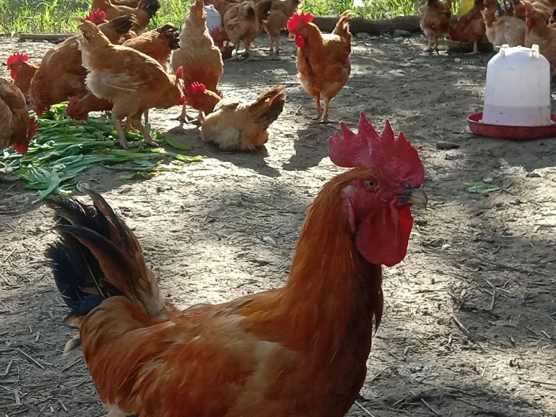 散养肉鸡出售
