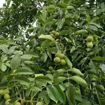 黑桃