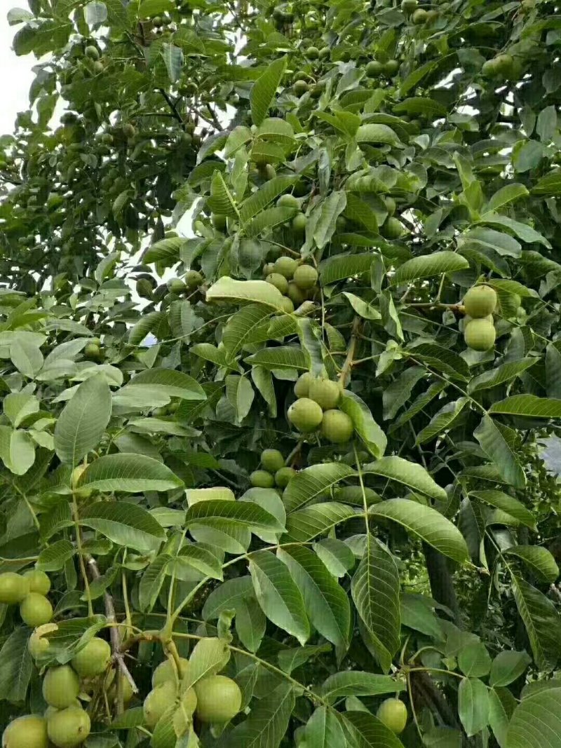 黑桃