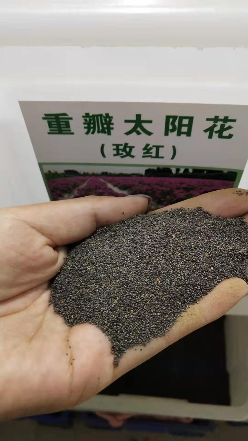 太阳花种子，重瓣太阳花种子花期长5～6个月品种