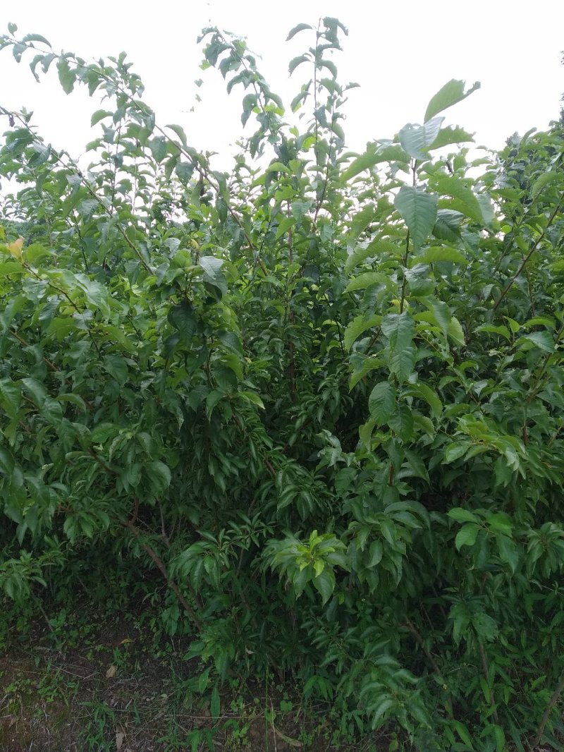 蜂糖李子苗品种纯度达标多规格提供选择