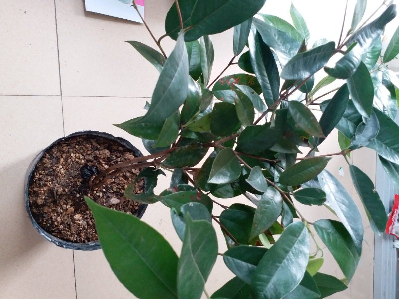 肯布卡嘉宝果实生苗三年苗非乔尼而