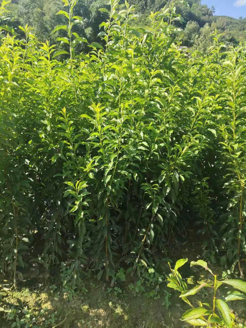 蜂糖李苗一代嫁接苗原生苗四月李原产地直发