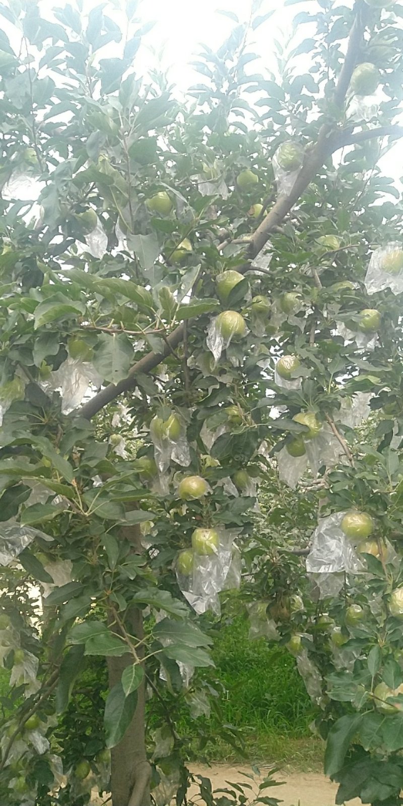 青富士苹果对接平台一件代发