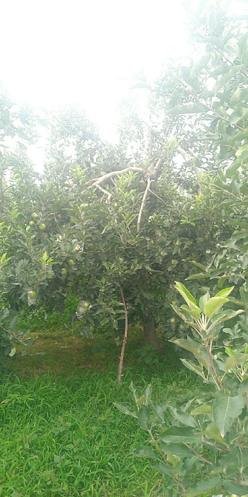 青富士苹果对接平台一件代发