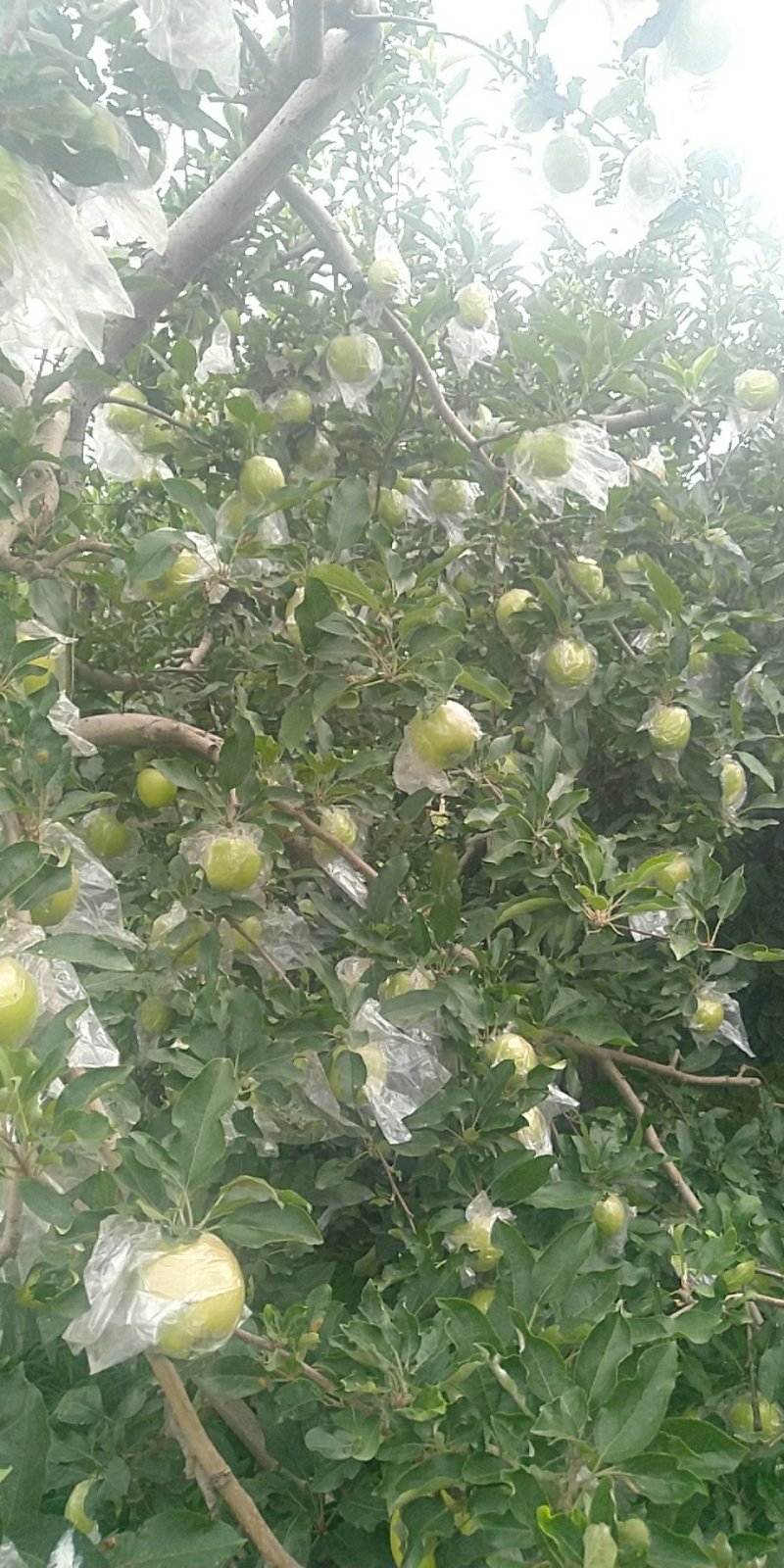 青富士苹果对接平台一件代发