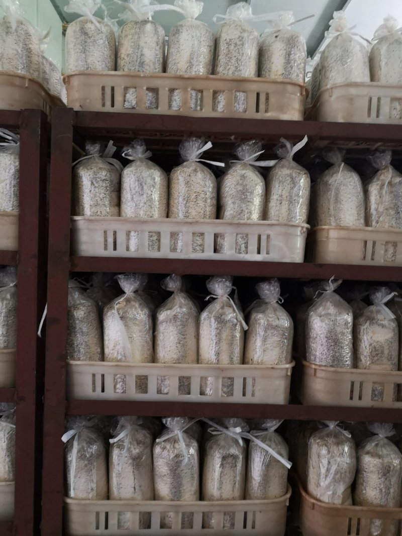 广昌茶树菇菌包，包成活包技术提供技术指导