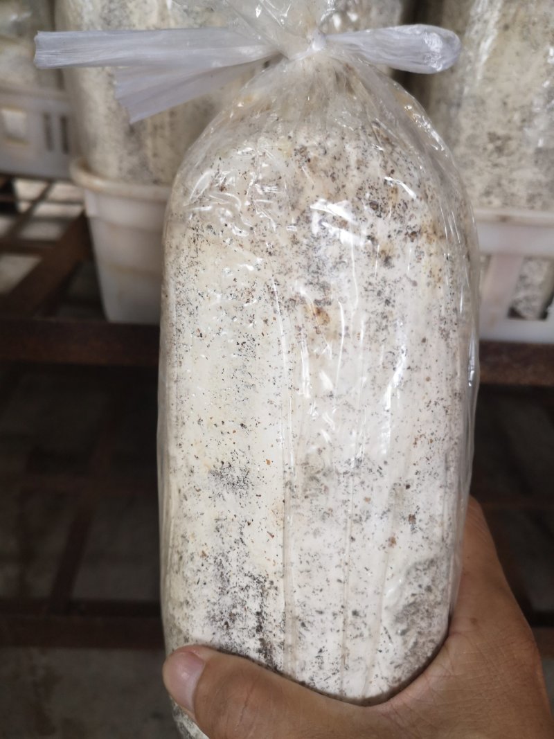 广昌茶树菇菌包，包成活包技术提供技术指导