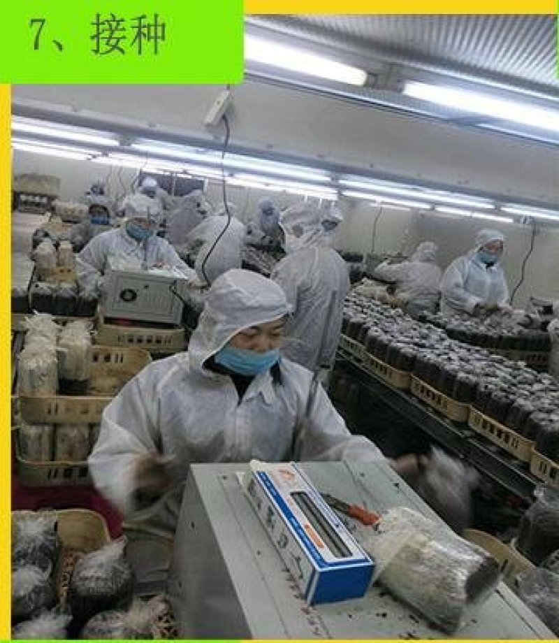 广昌茶树菇菌包，包成活包技术提供技术指导