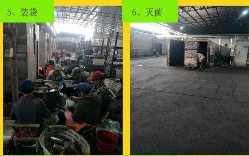 广昌茶树菇菌包，包成活包技术提供技术指导