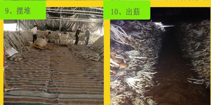 广昌茶树菇菌包，包成活包技术提供技术指导