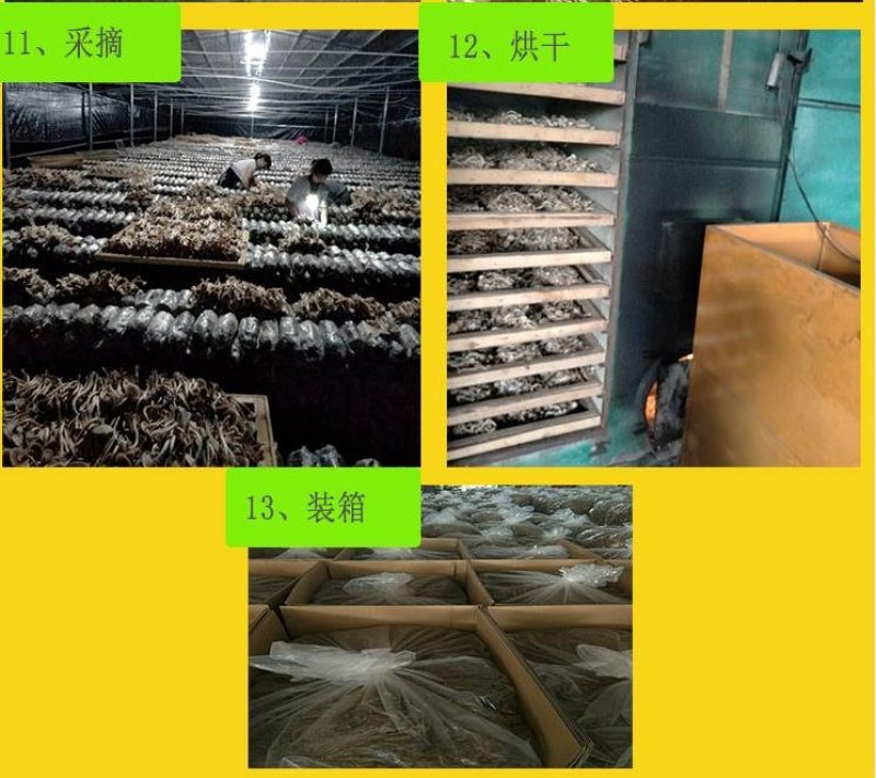 广昌茶树菇菌包，包成活包技术提供技术指导