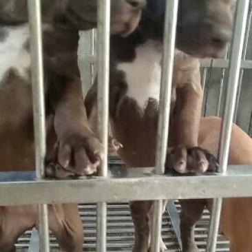 出售比特犬，疫苗齐全支持全国发货