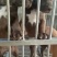 出售比特犬，疫苗齐全支持全国发货