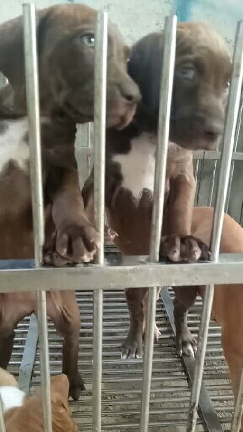 出售比特犬，疫苗齐全支持全国发货
