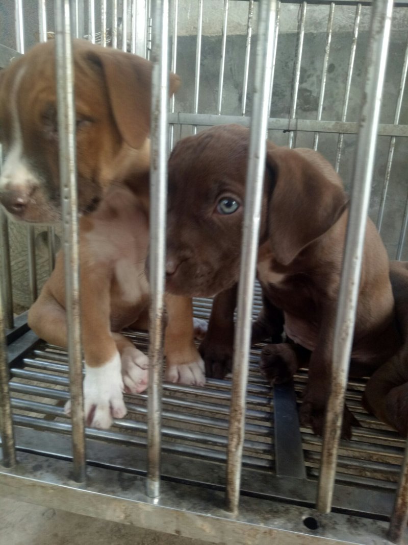 出售比特犬，疫苗齐全支持全国发货
