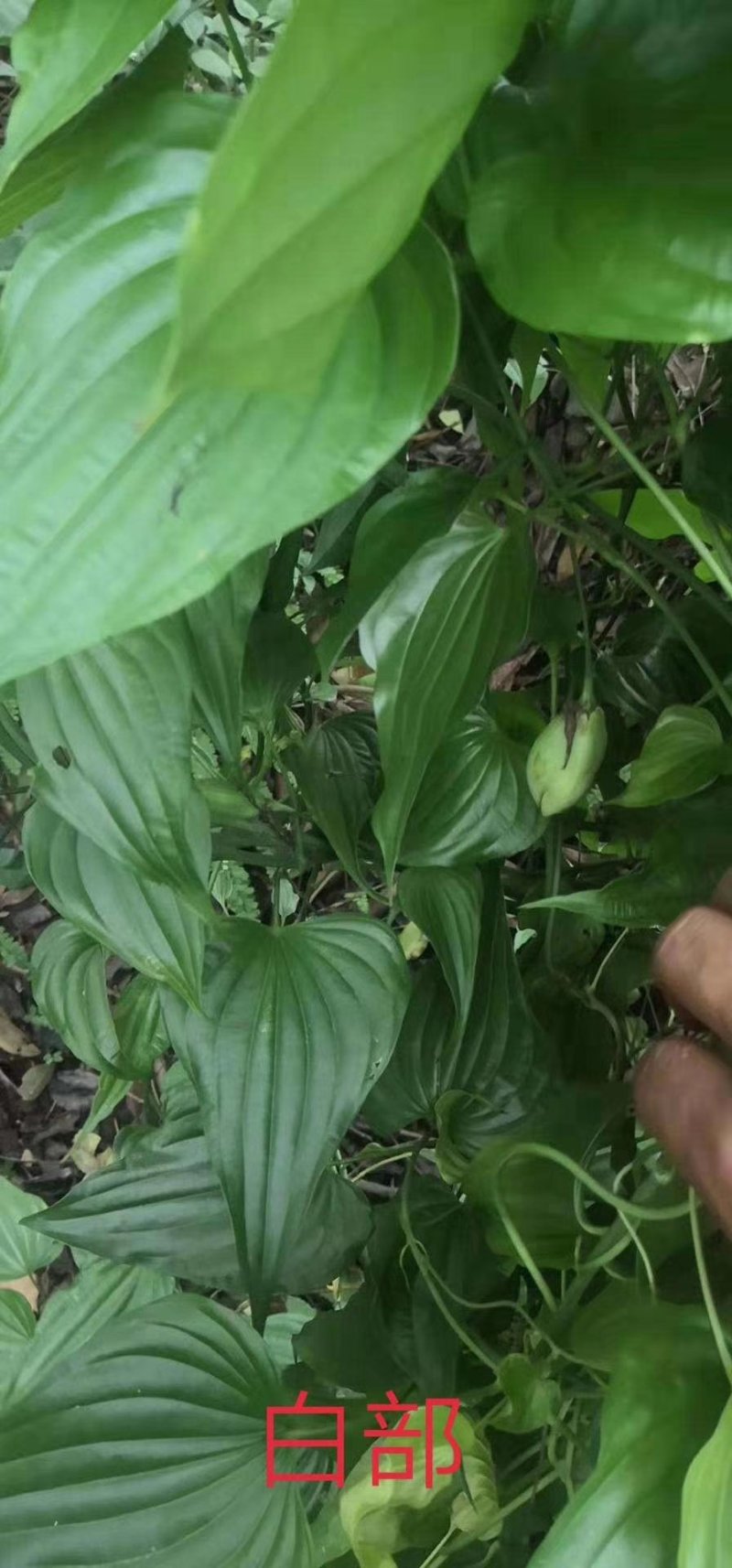 百部鲜货产地一手货源，全国供应