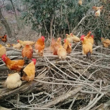 正宗纯散养土鸡母鸡