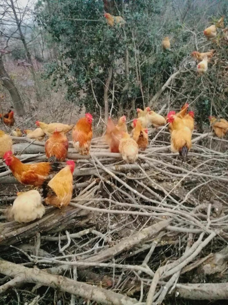 正宗纯散养土鸡母鸡