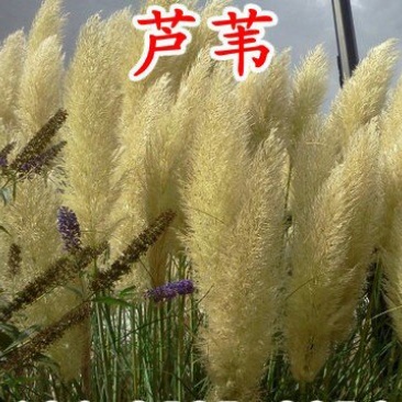 净化水质新种子水生植物芦苇种子固土多年生耐寒芦苇草籽