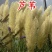 净化水质新种子水生植物芦苇种子固土多年生耐寒芦苇草籽