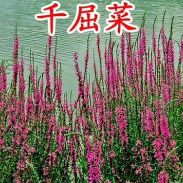 千屈菜种子四季易活多年生宿根水生花种子水钟柳种子耐寒