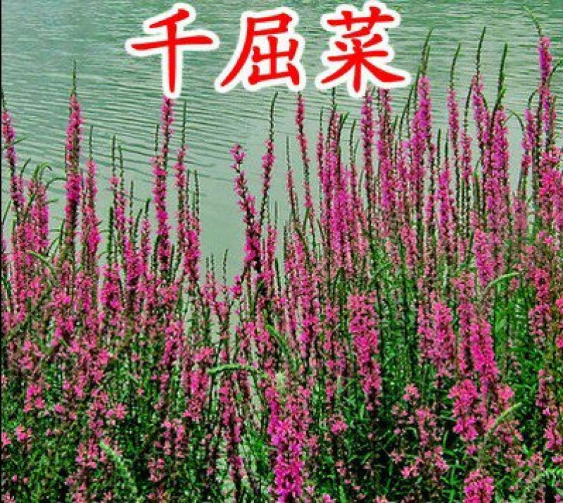 千屈菜种子四季易活多年生宿根水生花种子水钟柳种子耐寒