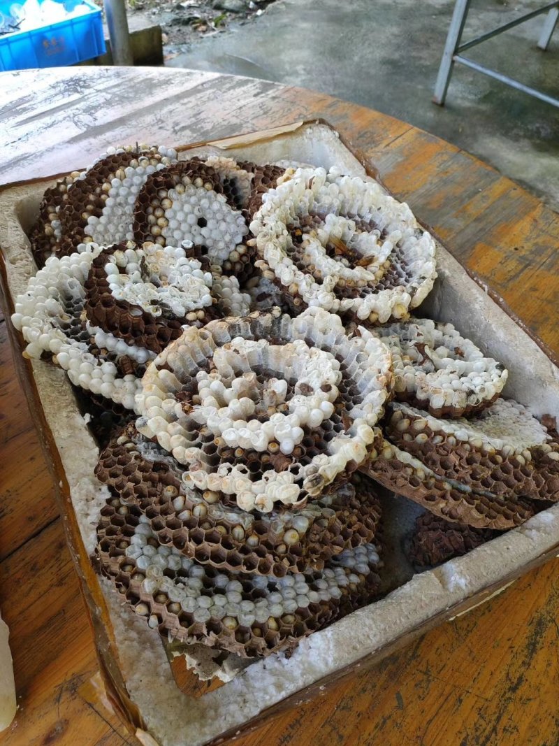 蜂蛹