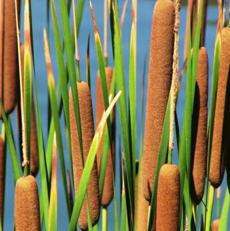 香蒲种子多年生落叶宿根水生植物东方香蒲草蒲黄种子