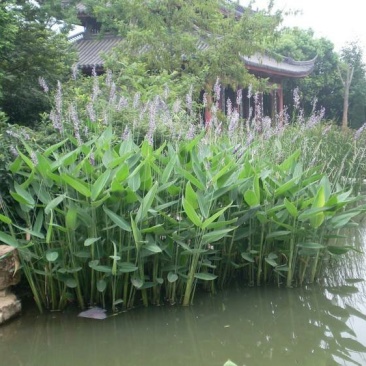 水生花卉再力花种子种籽别名水竹芋水莲蕉塔利亚多年花草生草