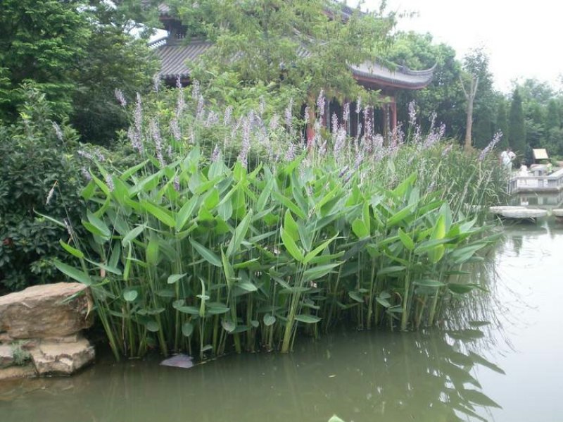 水生花卉再力花种子种籽别名水竹芋水莲蕉塔利亚多年花草生草